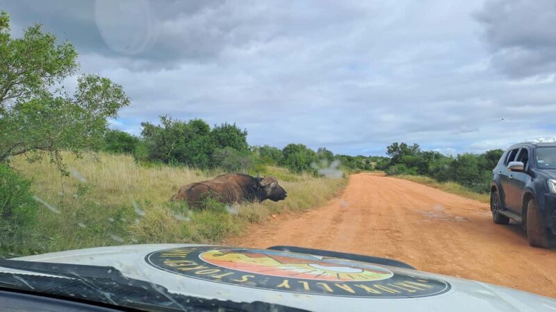 Best Addo Elephant park safari! - Who Will Love It?