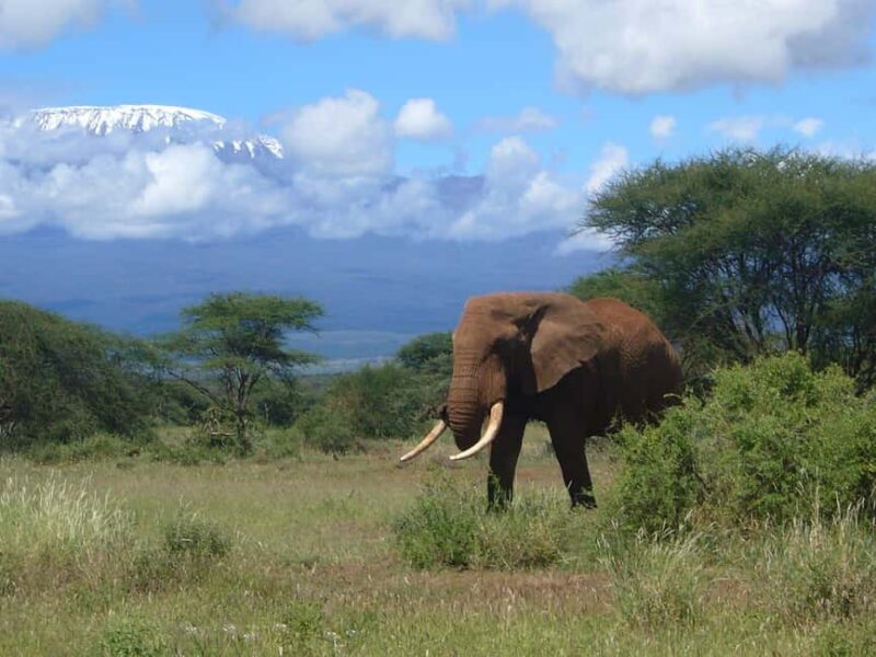 Best Big Five Safari Day Trip Ngorongoro Crater - FAQ