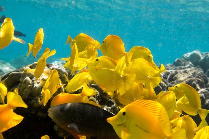 Best Coral Reef Snorkel Tour in Kona - Protected Marine Sanctuary - An In-Depth Look at the Tour