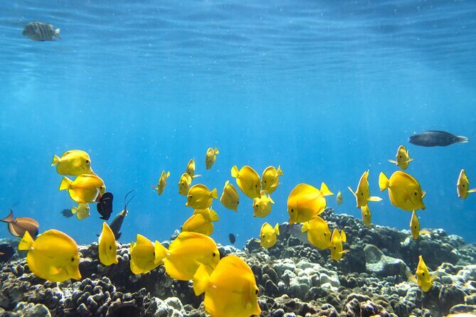 Best Coral Reef Snorkel Tour in Kona - Protected Marine Sanctuary - The Sum Up