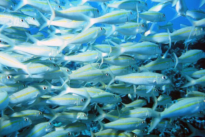 Best Coral Reef Snorkel Tour in Kona - Protected Marine Sanctuary - FAQ