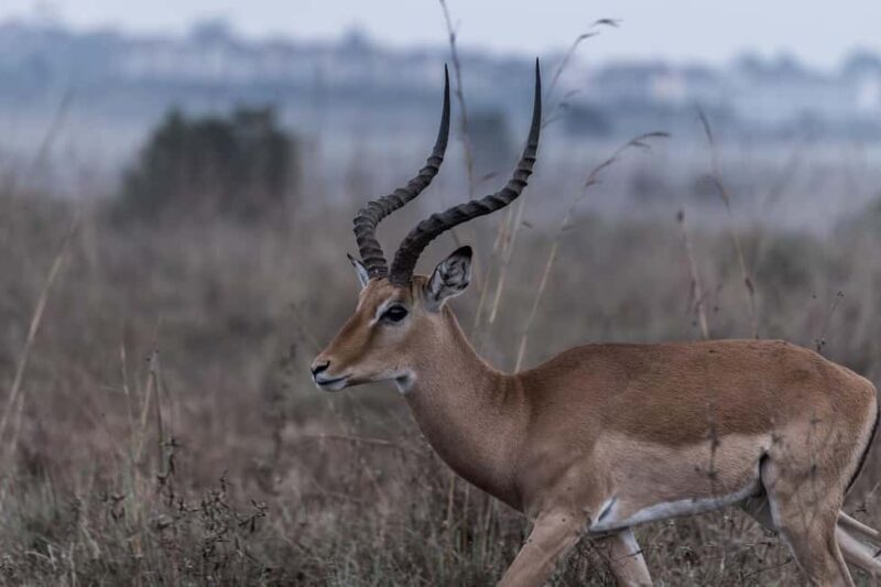 Best day trip safari from Zanzibar to Mikumi Park by flight - An in-depth look at the Mikumi day trip safari experience