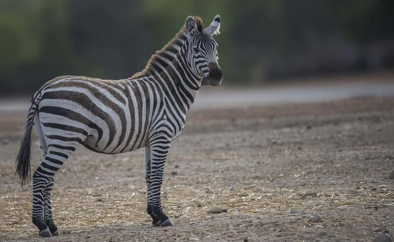 Best Daytrip from Zanzibar by flight to Mikumi National Park - Arriving at Mikumi National Park