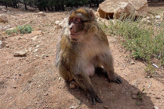 Best Fes to Merzouga Desert Tour 2 Days - The Stops That Make the Difference