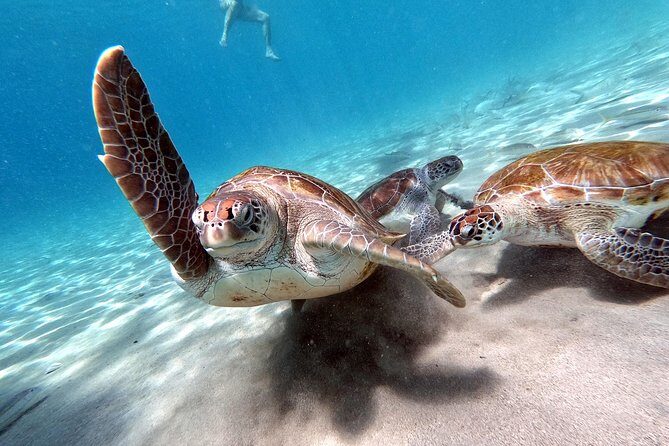 Best Highlight Island Tour - Perfect Day Tour. Small group Tour - FAQ