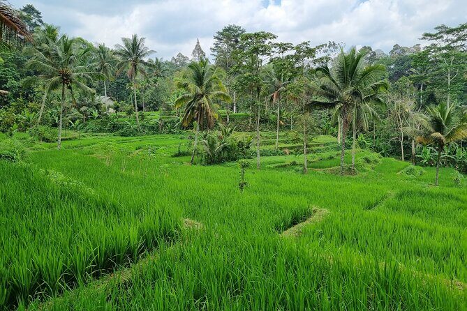 Best Lombok Rice Terrace Walking Tour With Waterfall & Monkey - Reviews and Authentic Experiences