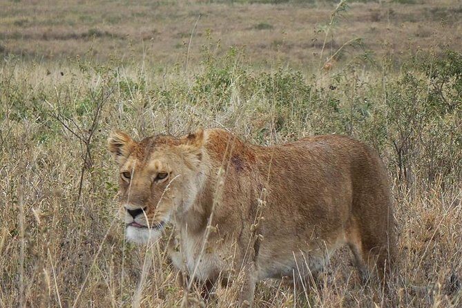 Best Ngorongoro crater Tanzania Safari 1- Day tour Experience - Introduction: An Honest Look at a Tanzania Classic