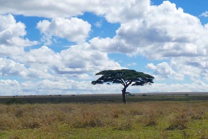 Best Ngorongoro crater Tanzania Safari 1- Day tour Experience - Transportation, Timing, and Group Dynamics