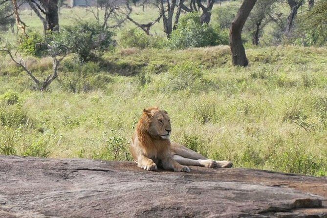 Best Ngorongoro crater Tanzania Safari 1- Day tour Experience - Who Should Consider This Tour?