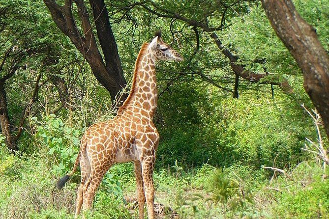 Best Ngorongoro crater Tanzania Safari 1- Day tour Experience - The Sum Up: The Right Choice for a Compact Safari Adventure