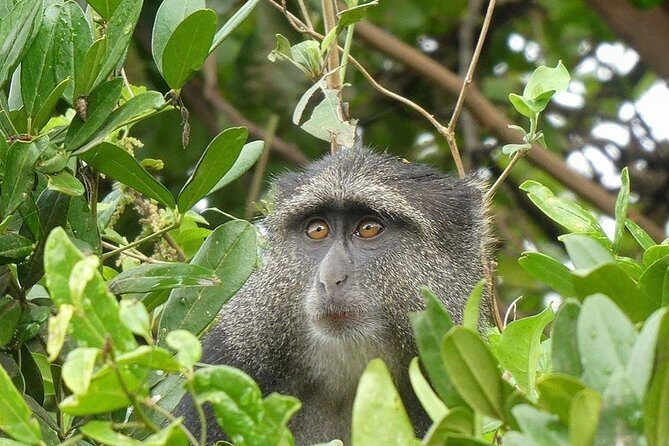Best Ngorongoro crater Tanzania Safari 1- Day tour Experience - FAQ About the Ngorongoro Crater Day Safari