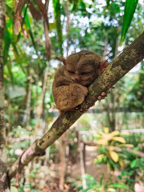BEST OF BOHOL: Chocolate Hills & Tarsier w Lunch at Loboc - Final Thoughts