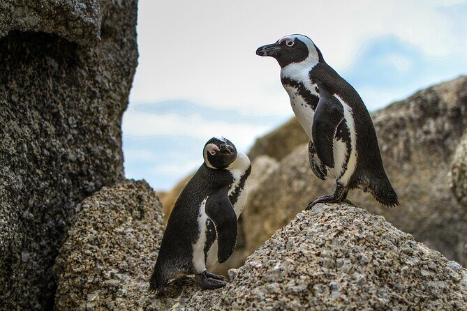 Best of Cape Town Cape Point and Wineries Combined Private Tour - FAQ