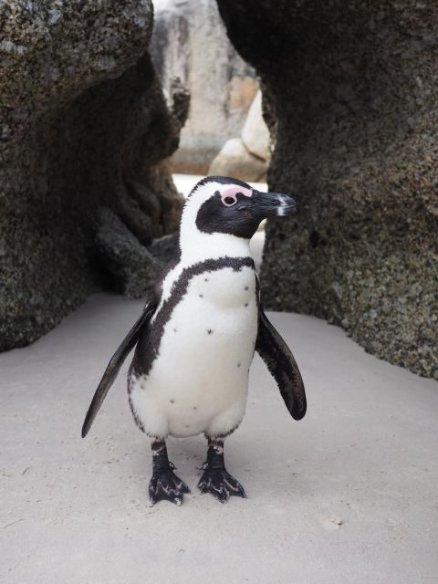 Best of Cape Town In A Day (Cape Point, Penguins and more) - Authentic Experiences and Highlights