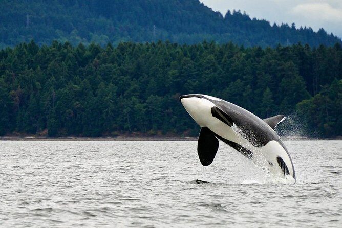 Best of Juneau: Mendenhall Glacier, Whale Watching and Salmon Bake - The Sum Up