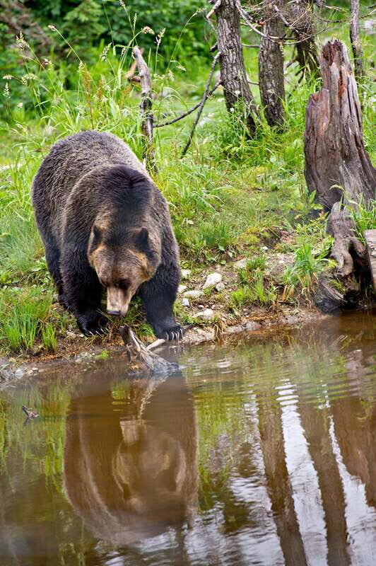 Best of Kananaskis PRIVATE SAFARI Tour + Custom Nature Walk - An In-Depth Look at the Kananaskis Private Safari & Nature Walk