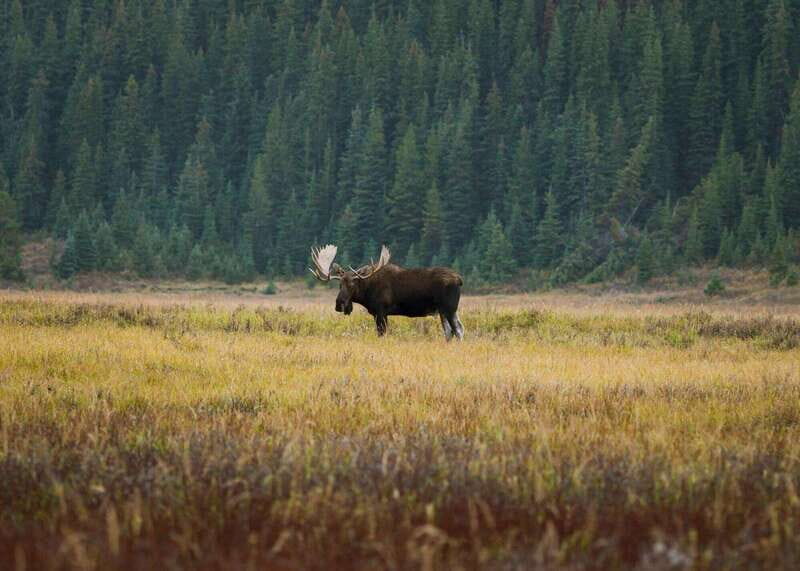 Best of Kananaskis PRIVATE SAFARI Tour + Custom Nature Walk - Frequently Asked Questions