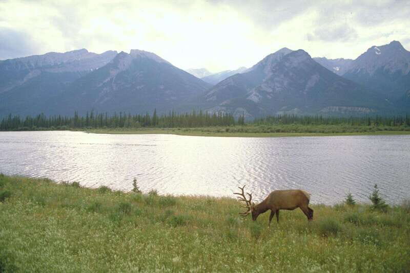 Best of Kananaskis PRIVATE SAFARI Tour + Custom Nature Walk - Final Thoughts