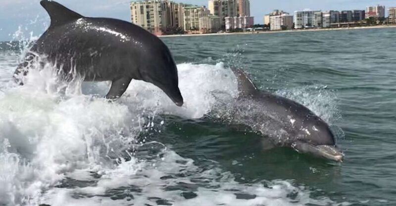 Best of Marco Dolphin Tour - Practical Details and Value