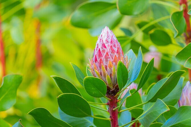 Best of Maui Tour: Sips, Sites and Bites with Lunch - Authenticity and Experience