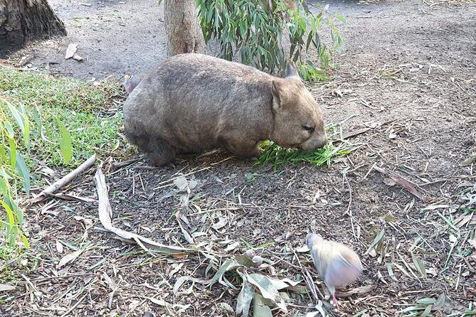 Best of Melbourne City & Wildlife Sanctuary for Cruise Passengers - Final Thoughts