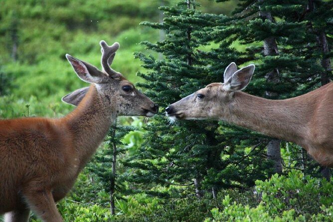Best of Mount Rainier National Park from Seattle: All-Inclusive Small-Group Tour - An In-Depth Look at the Mount Rainier Day Tour