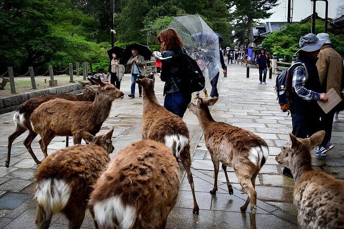 Best of Nara in Full Day Todaiji, Deer Park &Buddha Private Tour - Exploring the Essentials of the Tour
