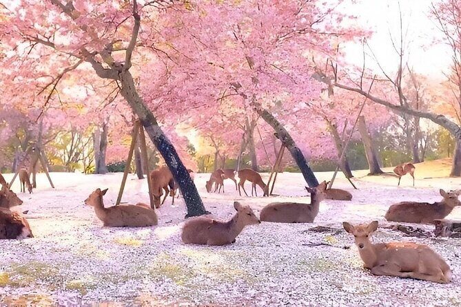 Best of Nara in Full Day Todaiji, Deer Park &Buddha Private Tour - The Sum Up