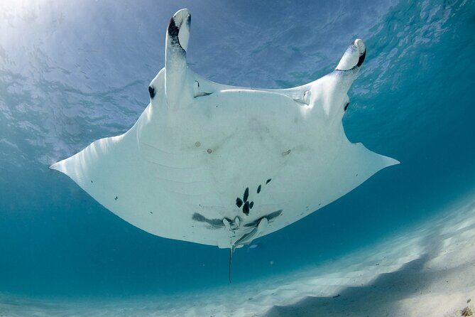 Best of Ningaloo Mantas and More - A Detailed Breakdown of the Itinerary
