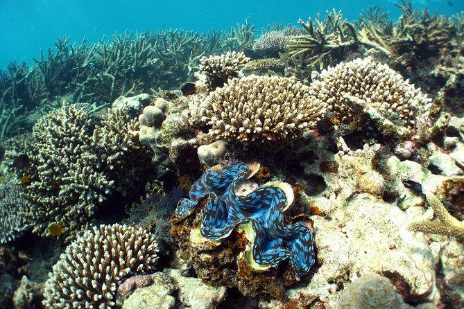 Best of Ningaloo Mantas and More - The Practical Details