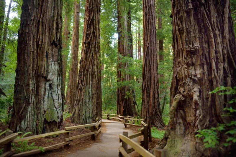 Best of SF: Wine Country, Redwoods, and Hop-on Hop-off Tour - Exploring the Ancient Redwoods at Armstrong State Natural Reserve