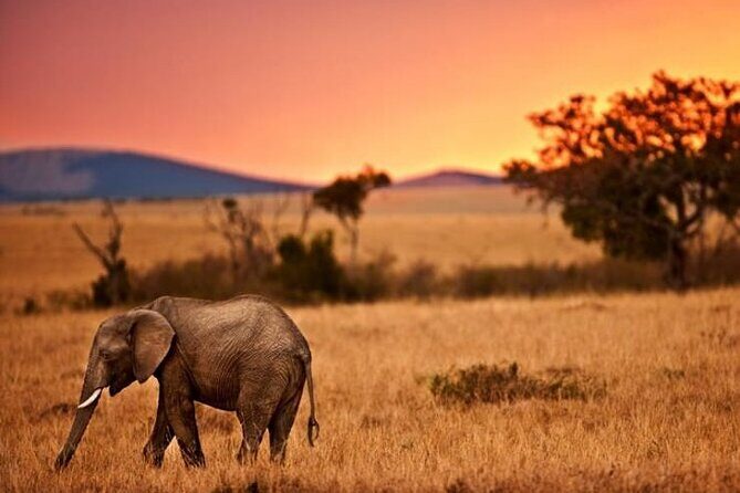 Best Of Six Days Safari Camping safari - FAQ