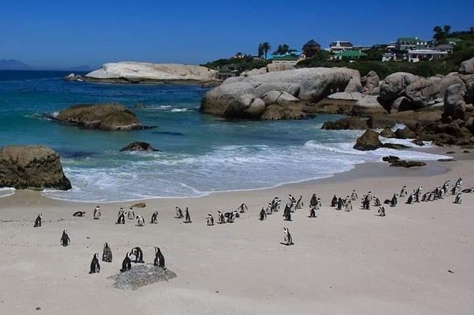 Best Of The Cape 8 Hour Private Tour - Key Points