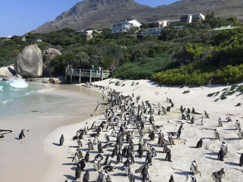 Best of the Cape Full Day Experience - An In-Depth Look at the Itinerary