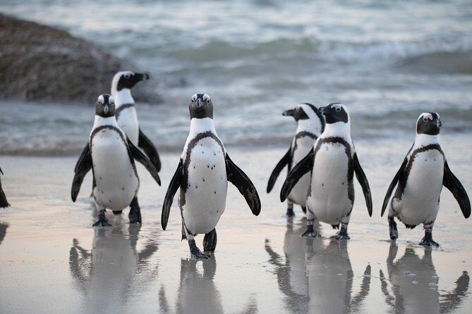 Best of The Cape Full Day Private Tour with Table Mountain - Introduction to the Tour