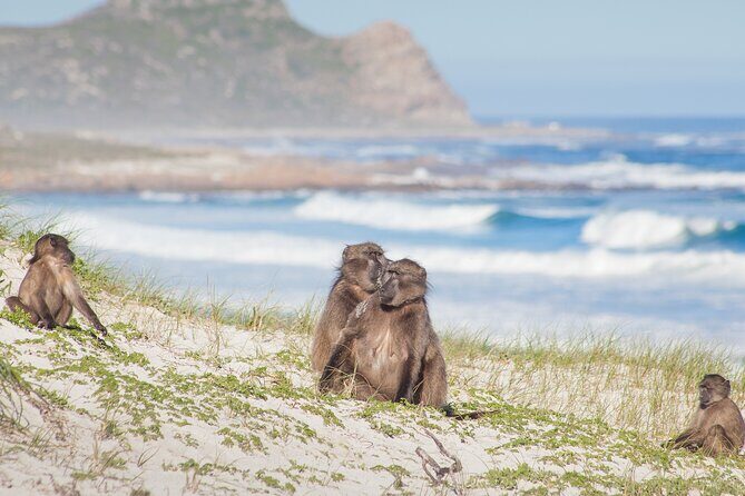 Best of The Cape Full Day Private Tour with Table Mountain - The Sum Up: Who Will Love This Tour?
