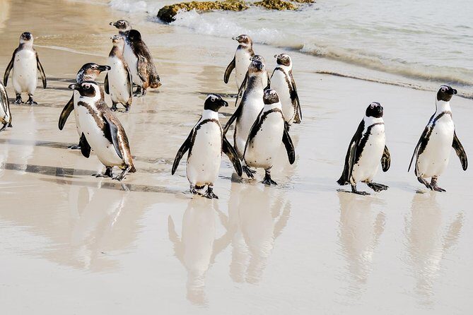 Best of the Cape Peninsula Private Tour - What’s Included and What’s Not