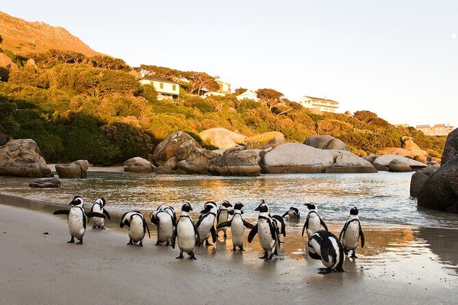 Best of the Cape Private full day tour - Who Should Consider This Tour?