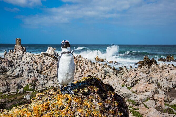 Best of the Cape Private full day tour - FAQ