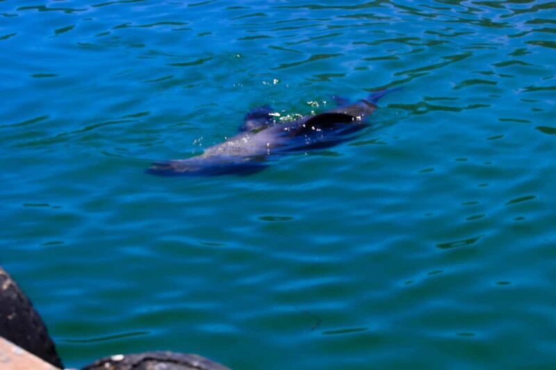 Best of the cape: Table Mountain & Peninsula Private Tour - FAQ