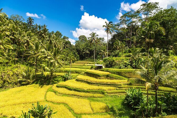 Best of Ubud 1-Day Private Tour - Key Points