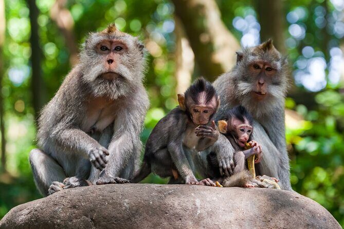 Best of Ubud 1-Day Private Tour - FAQ
