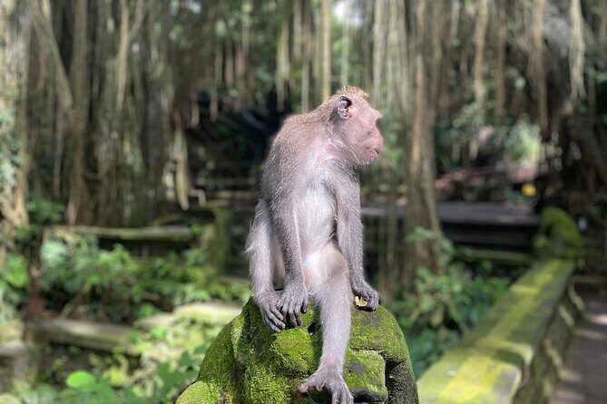 Best of Ubud Sightseeing Private All Inclusive Tour - A Full Look at the Itinerary
