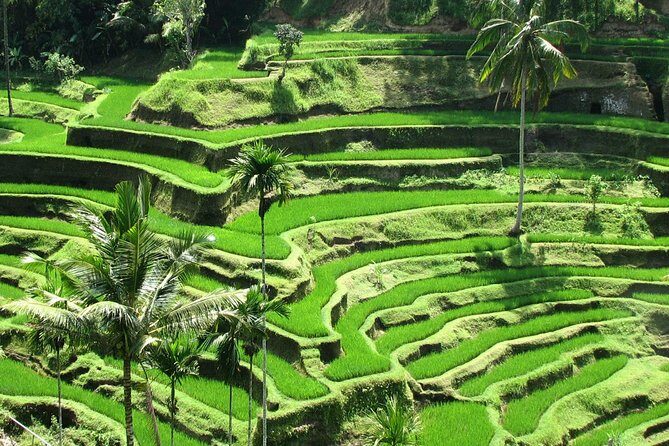 Best of Ubud with Jungle Swing Experience - A Closer Look at the Ubud Tour Experience