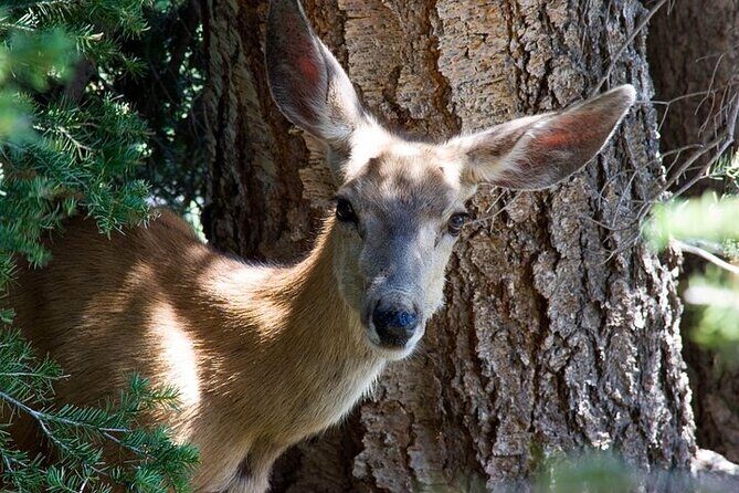 Best Of Yellowstone Full Day Nat'l Park Tour From Bozeman - Is This Tour Right for You?