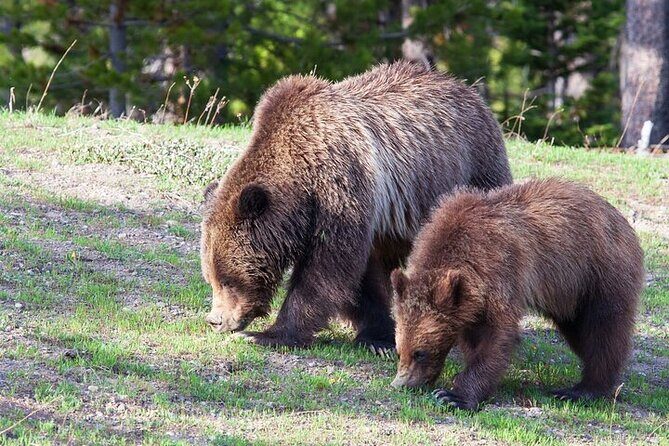Best Of Yellowstone Full Day Nat'l Park Tour From Bozeman - The Sum Up