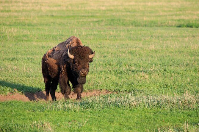 Best of Yellowstone Guided Tour from Bozeman - Private Tour - FAQ