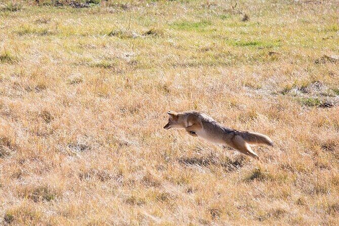 Best of Yellowstone Tour from Paradise Valley - Private Tour - FAQ