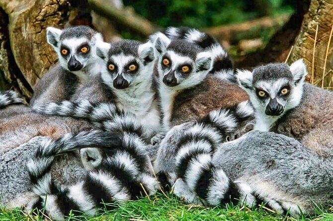 Best Price 7 Days Madagascar Family Tour with Baobabs Avenue - A Practical Breakdown of the Madagascar Tour