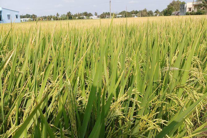 Best Private Tour Cu Chi Tunnels and Mekong Delta Full Day - Cruising the Mekong River